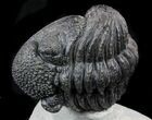 Enrolled, Drotops Trilobite On Pedestal of Limestone #56804-1